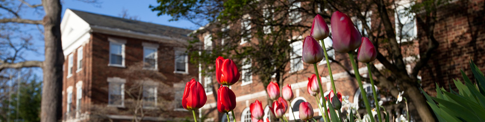Red tulips in front of a brick red building